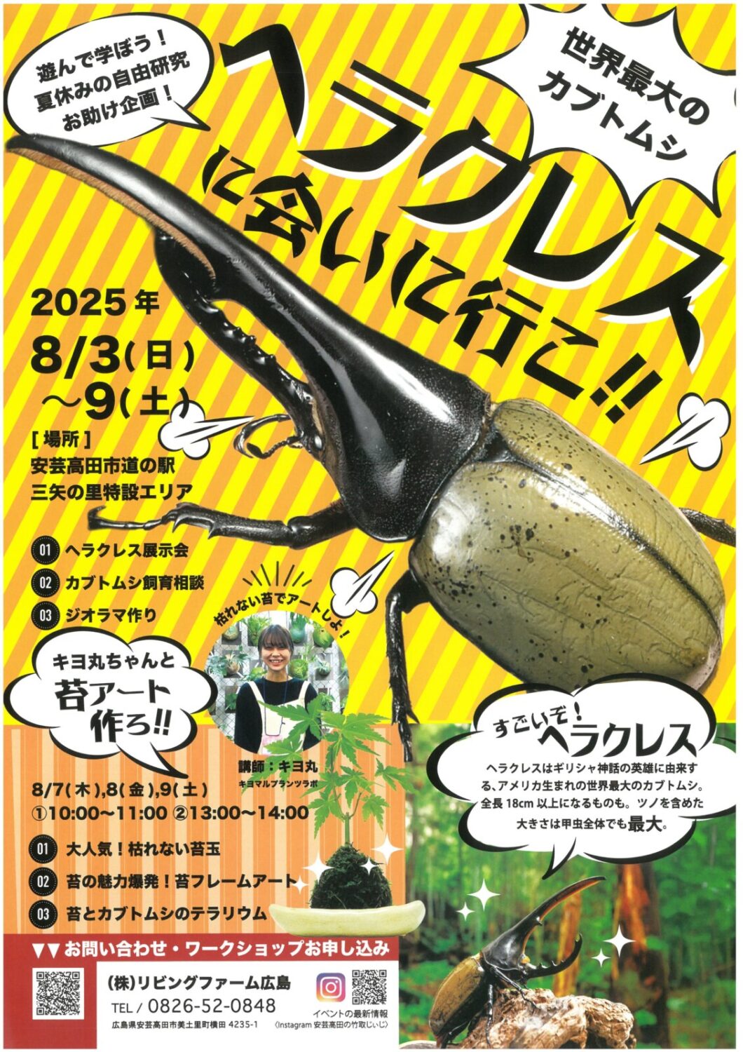 カブトムシ大　天然(2)値下げ　放生 カブトムシ大 天然(2)値下げ 放生 【公式通販】